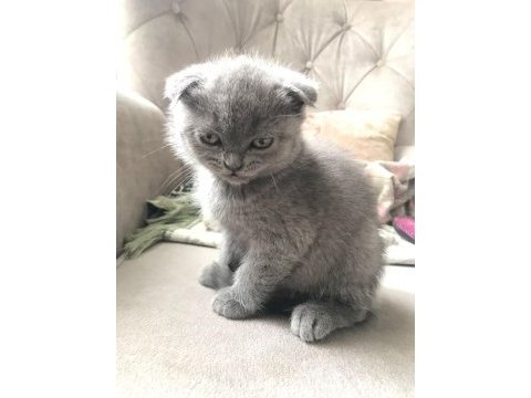 Scottish fold yavrularımıza ömürlük yuva ariyoruz