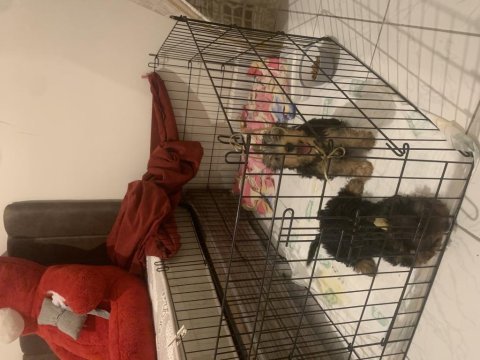 3 aylık dişi erkek 1 numara bebek yorkiler ev bakım
