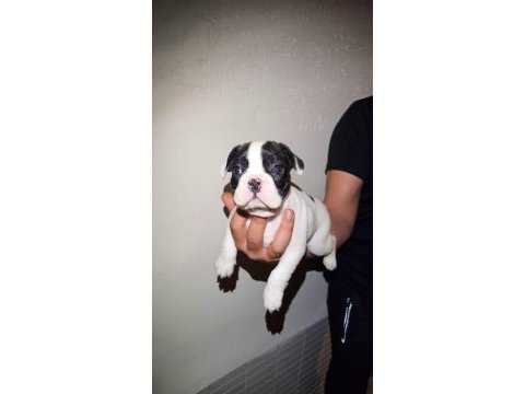 Maskeli harika yavru french bulldog