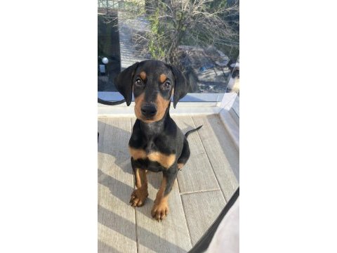 Satılık safkan doberman yavruları