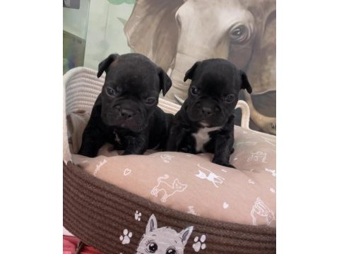 Irk ve sağlık garantili french bulldog bebekler