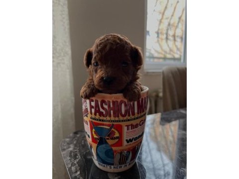 A kalite red brown toy poodle yavrular