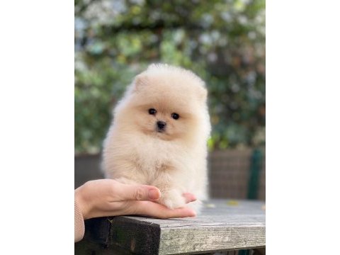 Pomeranian boo ayıcık surat
