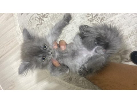 British longhair ve shorthair