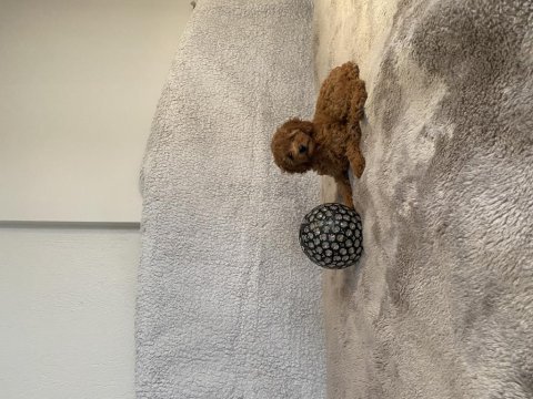 Dişi toy poodle