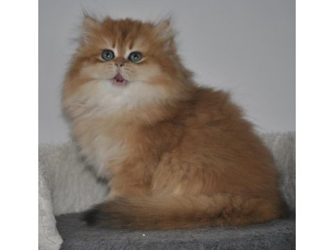 Şecereli golden british longhair ny12 dişi 3 aylık
