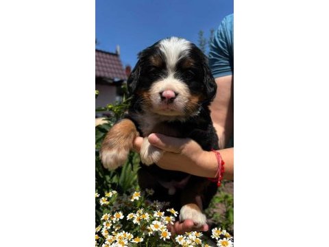 Bernese mountain