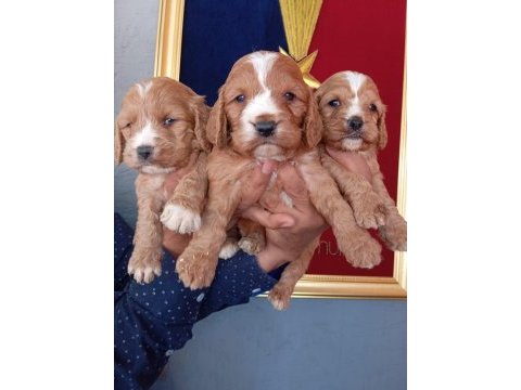 Kakabo yavru köpekler