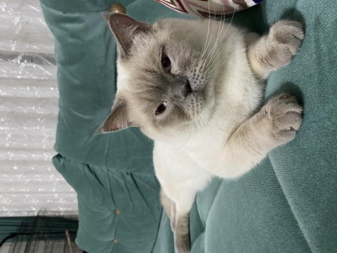 Yakışıklı. safkan blue point british shorthair paşa