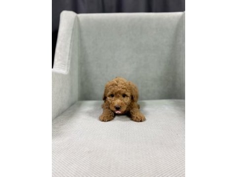 Minik toy poodle bebeleri