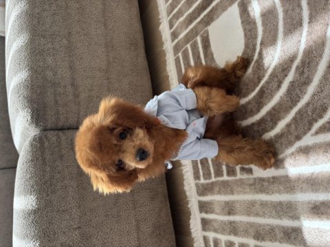3 aylık toy poodle