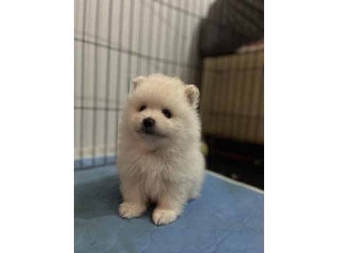 Mini mini yavrucaklar pomeranian boo