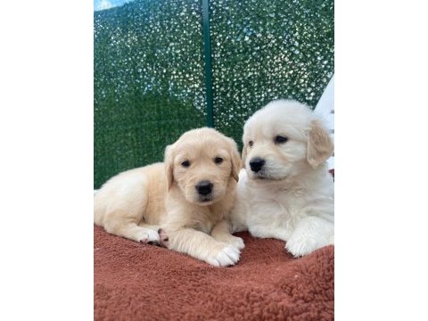 Dişi golden retriever bebekler