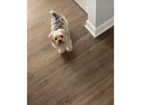 Mama karşılığı köpeğimizi sahiplendirme