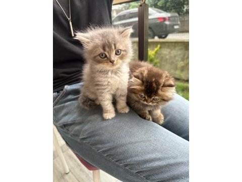 Safkan british longhair bebekler