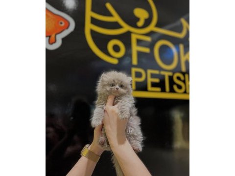 Safkan british longhair ve shorthair yavrular
