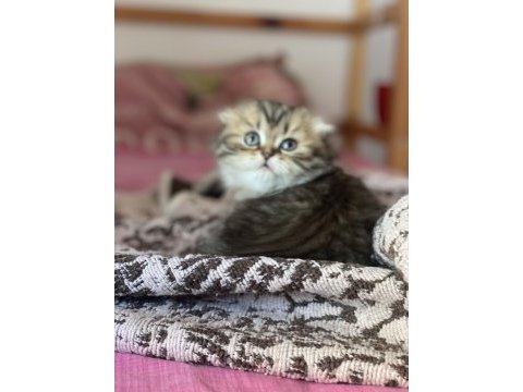 Scottish longhair silver
