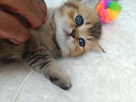 Sevgi dolu masum muhteşem yavrularımız