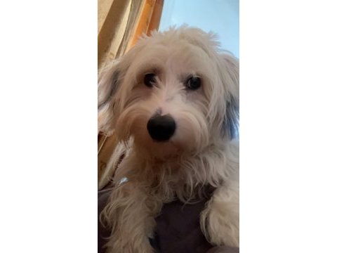 1 yaşında güzeller güzeli dişi terrier