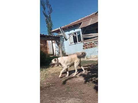 Satılıktır ilgilenenler beni arasın orjinel koyuna gider