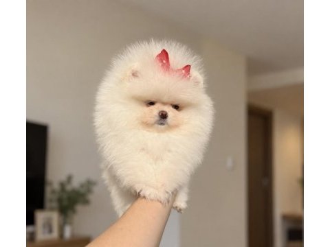 Pomeranian boo prenses tea cup dişi