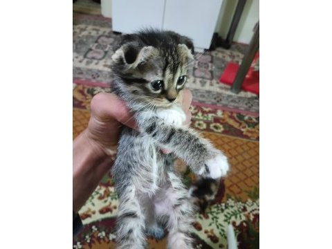 Kırık kulak kediler