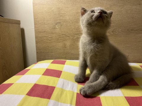 Acil 2 aylık british shorthair dişi