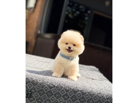 Dost canlısı pomeranian boo