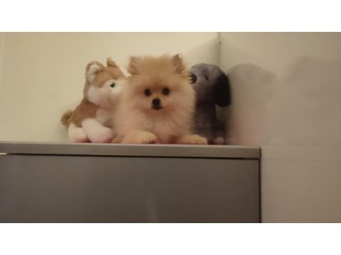 3 aylık dişi pomeranian