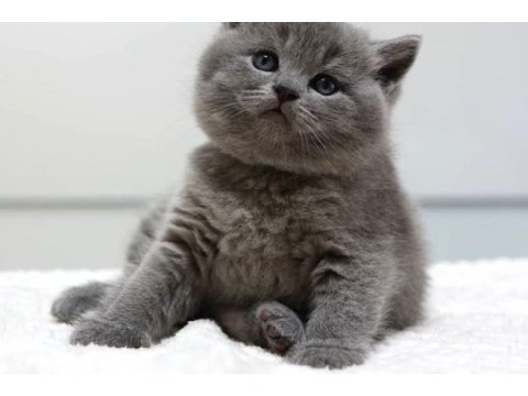British shorthair gri 2 aylık