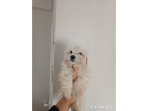 Kore kan maltese yavrularımız teslime hazır