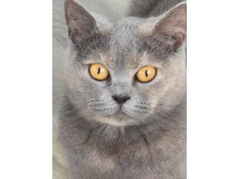 British shorthair 4 yaşında dişi