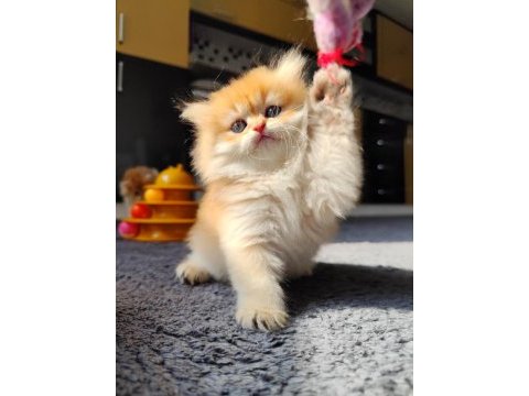 Full şecereli dişi british longhair yavru