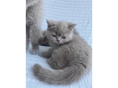 5 dişi lilac british shorthair yeni yuvalarına hazır