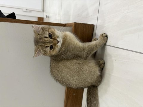 Dünyalar tatlısı erkek british shorthair