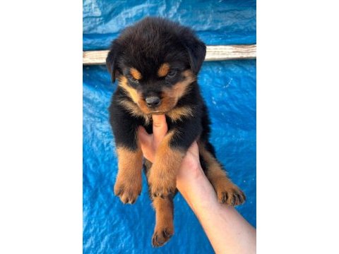 A şecereli rottweiler yavrular