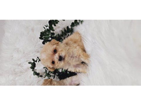 Maltipoo tecup