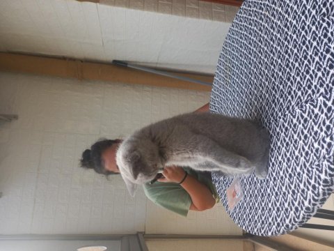 3 aylık dişi british shorthair