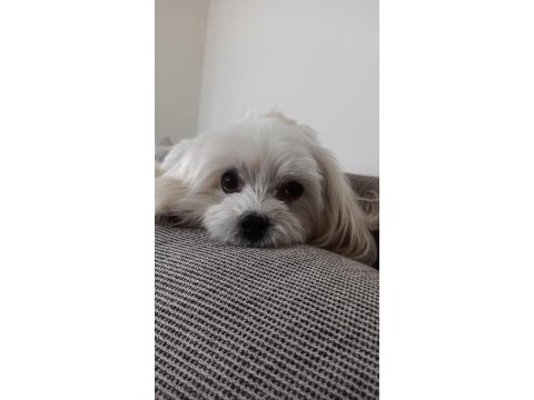 Coco maltese 4 yaşında dişi kısır