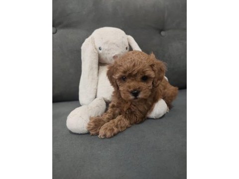 Dişi toy poodle 2 aylık
