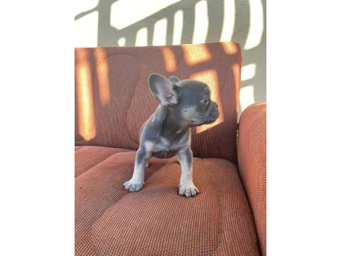 Mükemmel kalite blue tan dişi french bulldog
