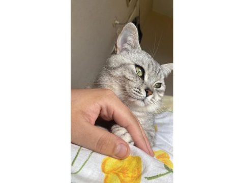 British shorthair erkek acil yardımcı olunacaktır