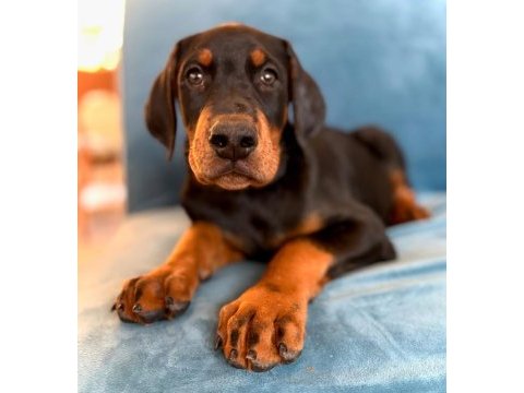 Türkiyenin en güvenilir çiftliğinden doberman