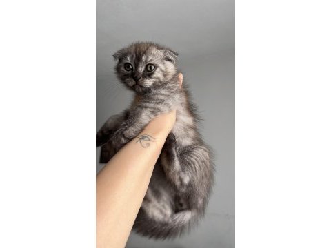 Scottish fold yavru