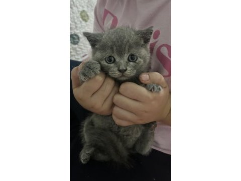 Scottish anne kedi ve yavruları sahiplendirilecektir