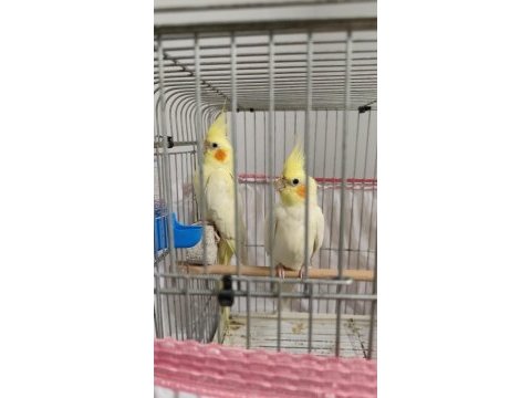 İster tek ister çift yavru alınmış takım sultan papağanı