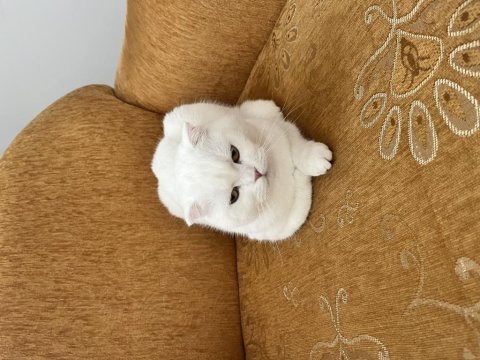 Sakin uyumlu scottish fold