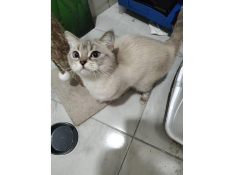 2 yaşında blue point dişi kedimiz