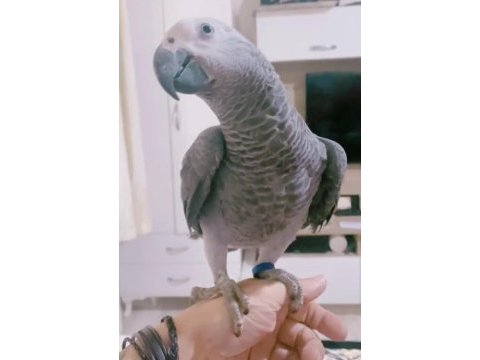 Çok evcil insan seçmez konuşan jako papağanı