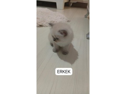Scottish kardeşlerimiz